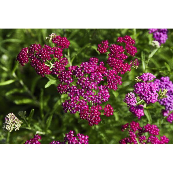 Achillea m. 'Cerise Queen' - 7,5L