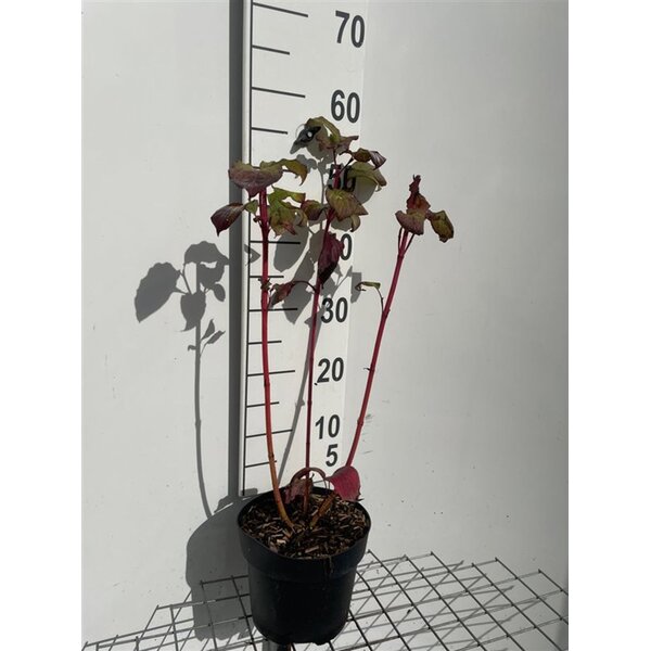 Cornus alba 'Sibirica' - 3,0L 50+
