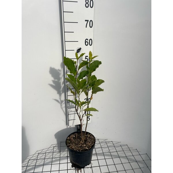 Magnolia 'Susan' - 3,0L 40+