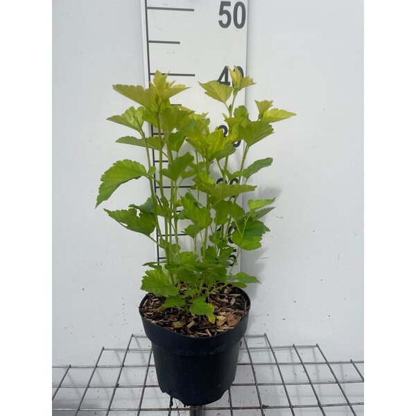 Physocarpus opulif. 'Dart's Gold' - 3,0L