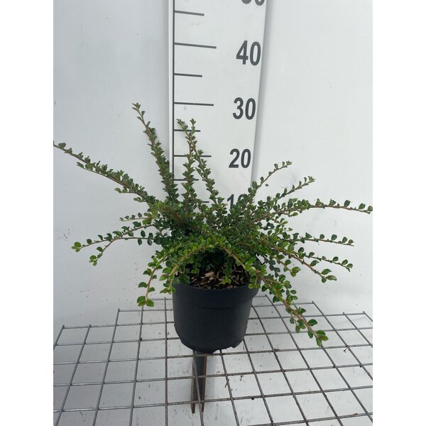 Cotoneaster horizontalis - 3,0L