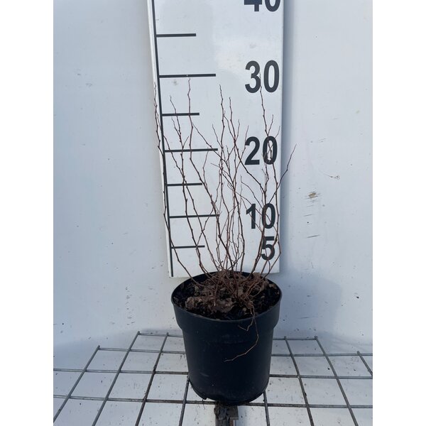 Spiraea jap. 'Firelight' - 1,3L