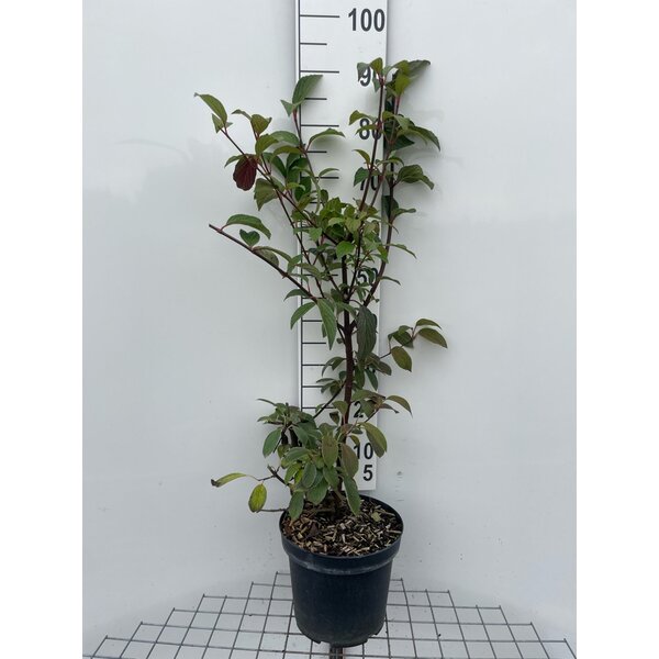 Viburnum bodn. 'Dawn' - 7,5L 80+