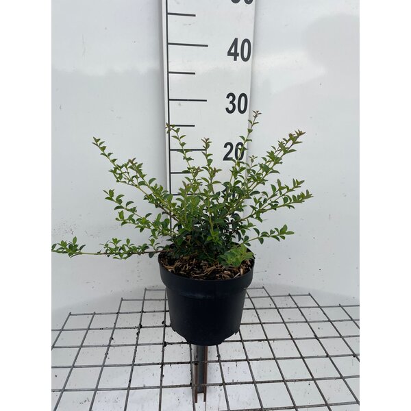 Osmanthus delavayi - 3,0L