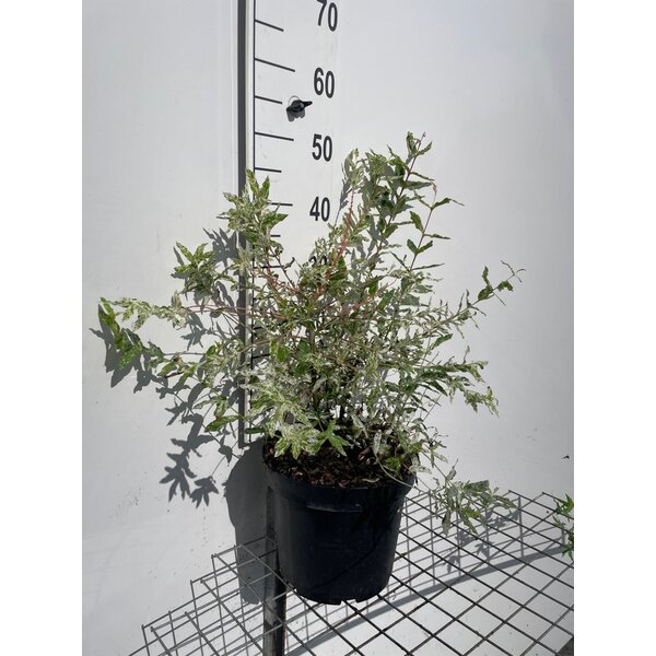 Salix integra 'Hakuro-nishiki' - 7,5L