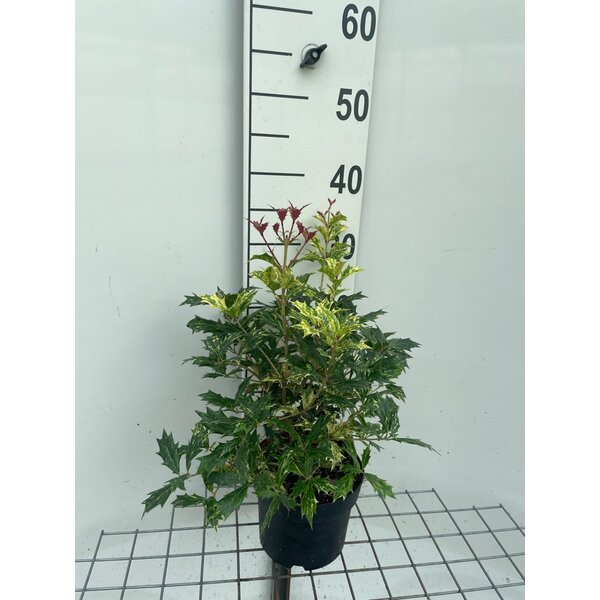 Osmanthus heter. 'Goshiki' - 3,0L 30+