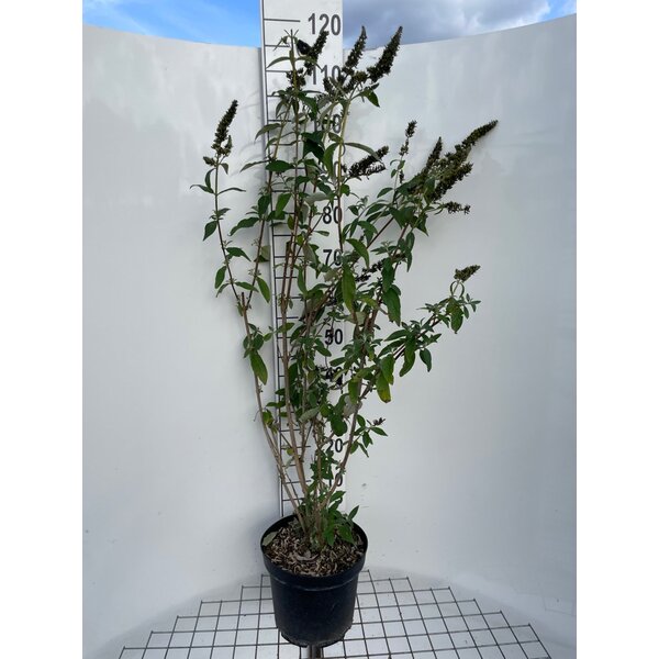 Buddleja d. 'Empire Blue' - 7,5L 80+