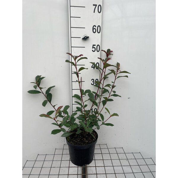 Photinia fraseri 'Robusta Compacta' carre rouge - 3,0L 40+