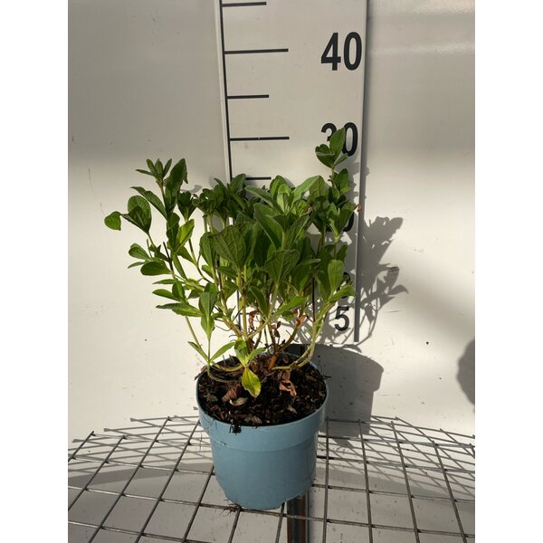 Cistus pulverulentus 'Sunset' - 2,0L