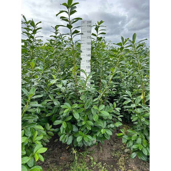 Prunus l. 'Novita' - met kluit 125+