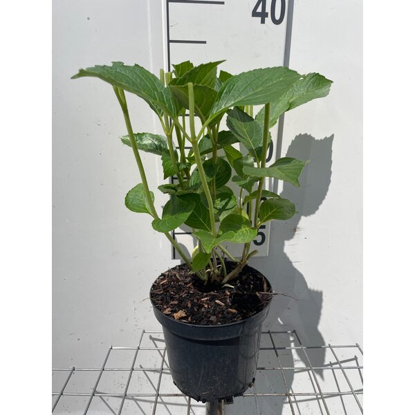 Hydrangea m. 'Gertrud Glahn' - 3,0L