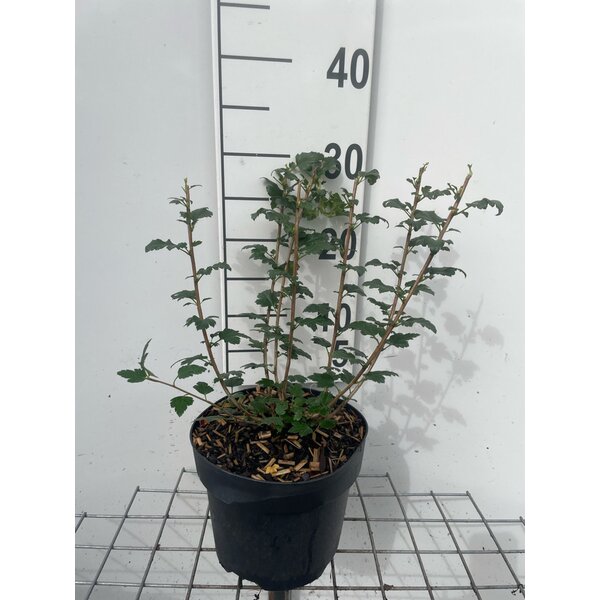 Ribes alpinum 'Schmidt' - 3,0L