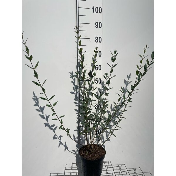 Ligustrum vulgare - 3,0L 60+