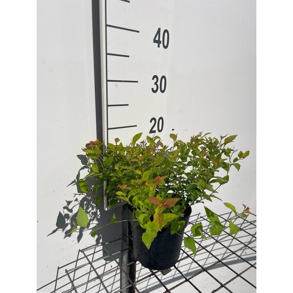 Spiraea jap. 'Firelight' - 1,3L