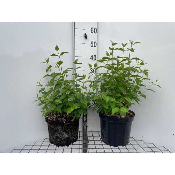 Philadelphus 'Belle Etoile' - 7,5L