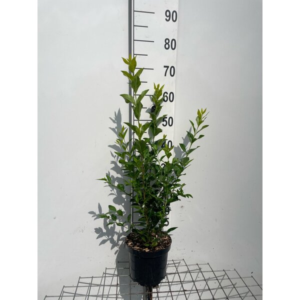 Ligustrum ovalifolium - 3,0L 60+