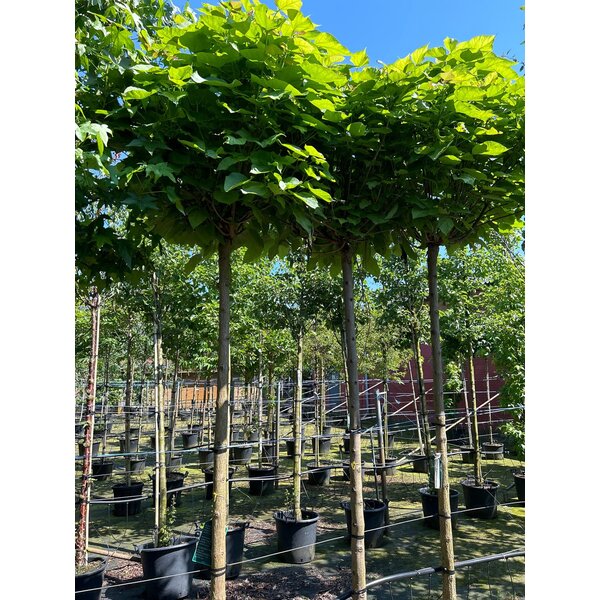 Catalpa bignonioides 'Nana' - 70L 16-18 HO