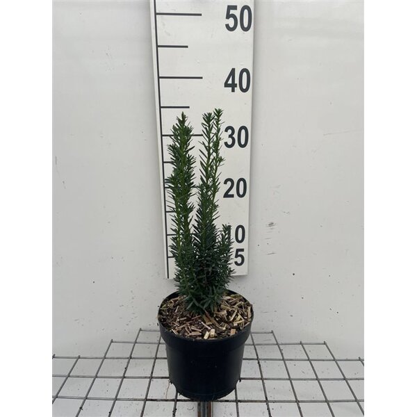 Taxus media 'Hillii' - 2,0L 30+