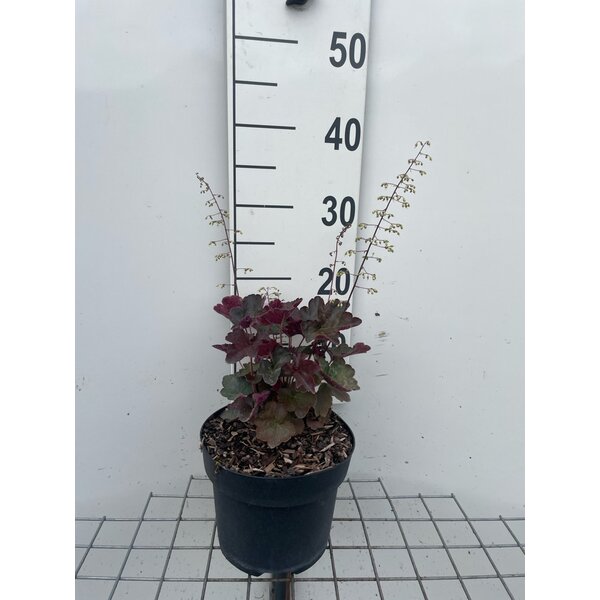 Heuchera mic. 'Palace Purple' - 3,0L