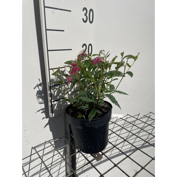 Spiraea jap. 'Anthony Waterer' - 1,3L