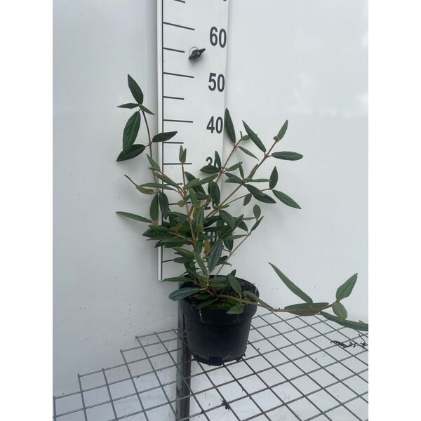 Viburnum 'Pragense' - 3,0L 40+