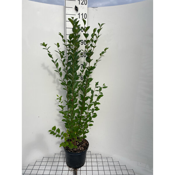 Ligustrum ovalifolium - 5,0L 100+