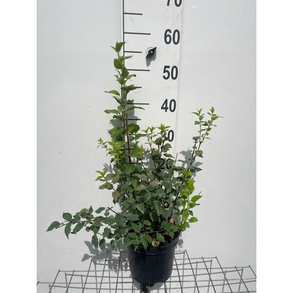Philadelphus 'Manteau d'Hermine' - 3,0L