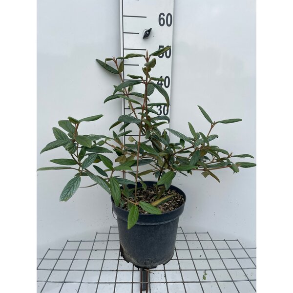 Viburnum 'Pragense' - 7,5L 40+