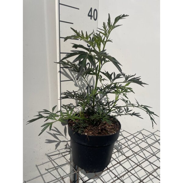 Sambucus nigra Black Lace - 3,0L