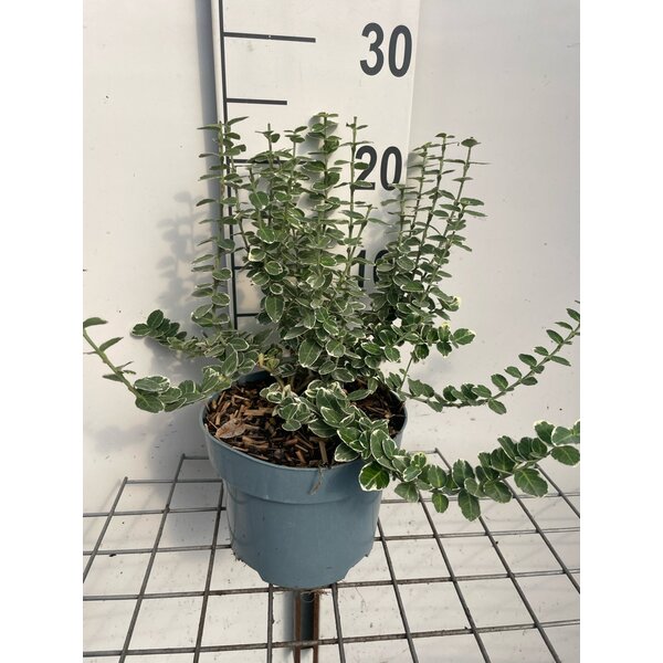 Euonymus fort. 'Emerald Gaiety' - 2,0L 20+