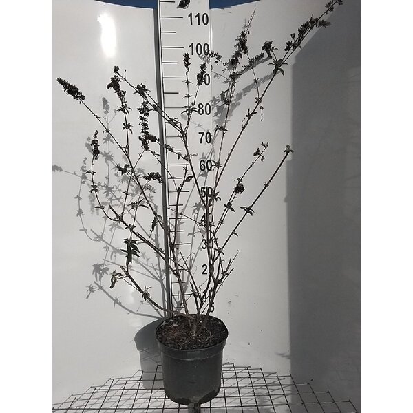 Buddleja d. 'Ile de France' - 7,5L 80+