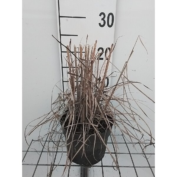 Miscanthus sin. 'Ferner Osten' - 2,0L