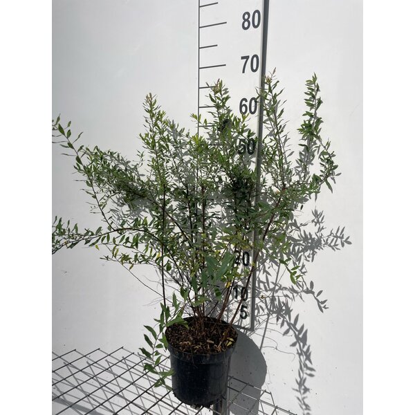 Spiraea arguta - 3,0L 60+