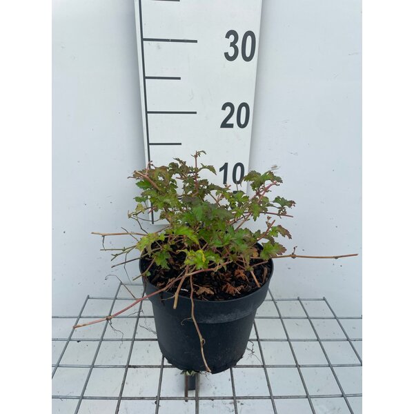 Stephanandra incisa 'Crispa' - 3,0L