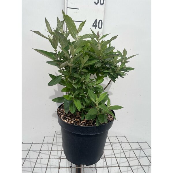 Buddleja d. Butt. Candy Lila Sweetheart - 7,5L