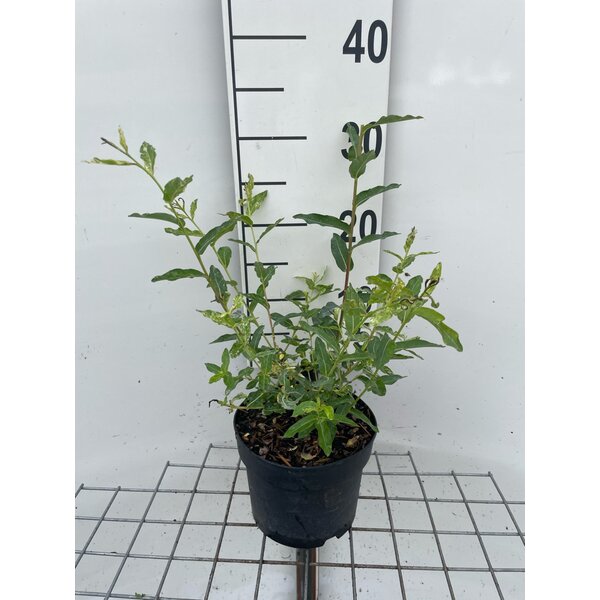 Salix integra 'Hakuro-nishiki' - 2,0L