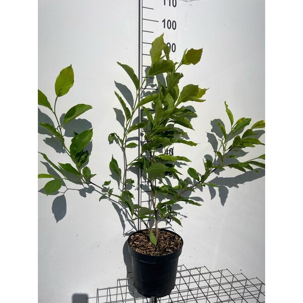 Magnolia soulangeana - 7,5L