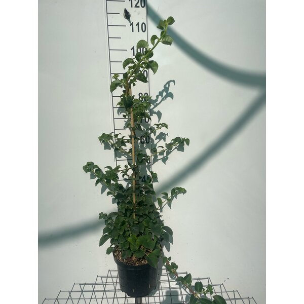 Hydrangea anomala petiolaris - 5,0L 100+