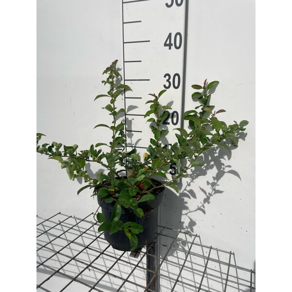 Chaenomeles sup. 'Pink Lady' - 3,0L 30+