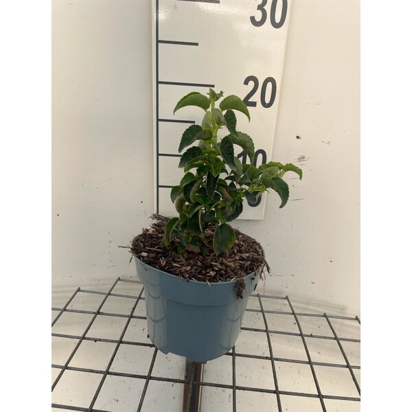 Hydrangea anomala petiolaris - 2,0L