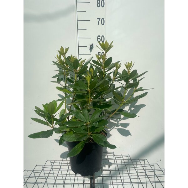 Rhododendron 'Catawb. Grandiflorum' - 7,5L