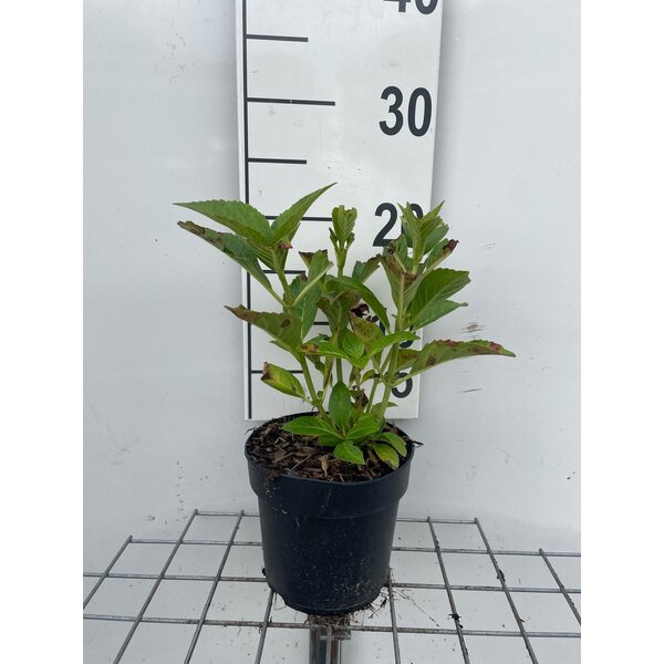 Hydrangea m. 'Alpenglühen' - 1,3L