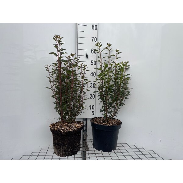 Physocarpus opulif. Little Joker - 7,5L