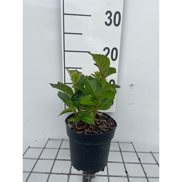 Hydrangea m. 'Sibilla' - 1,3L