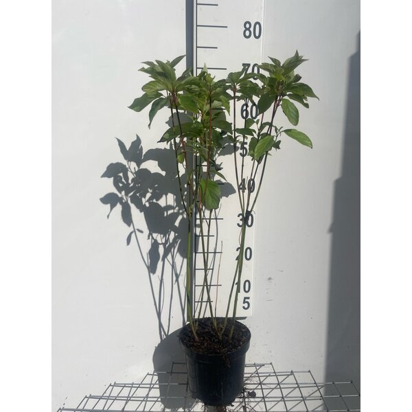 Cornus alba - 3,0L 60+