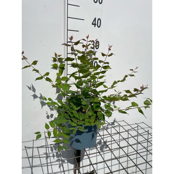 Kolkwitzia amabilis 'Pink Cloud' - 2,0L