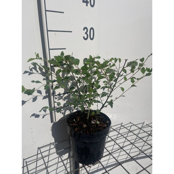 Spiraea vanhouttei - 1,3L