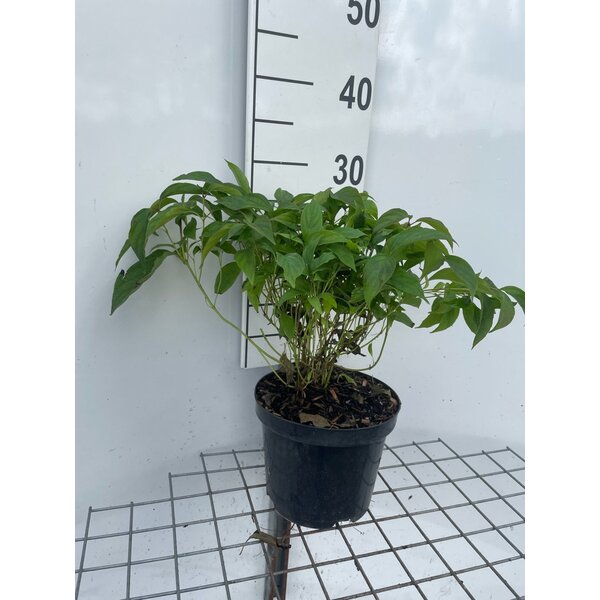 Cornus sericea 'Kelseyi' - 3,0L 20+