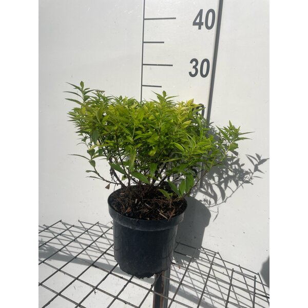 Spiraea jap. 'Albiflora' - 3,0L 20+