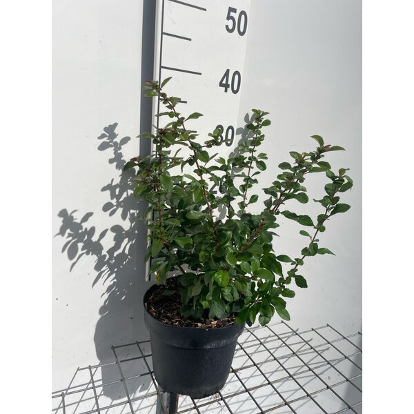 Chaenomeles j. 'Sargentii' - 3,0L 30+